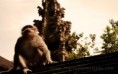 /album/earth/temple-guardian-jpg/